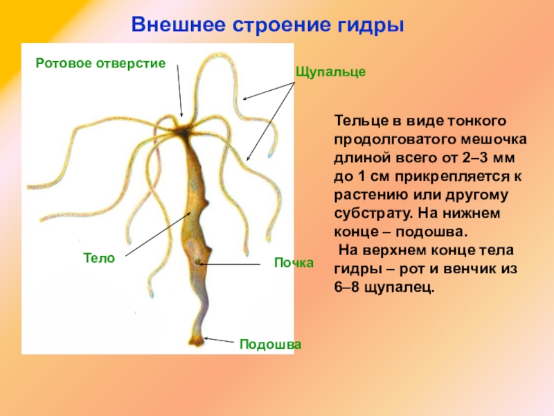 Омг войти